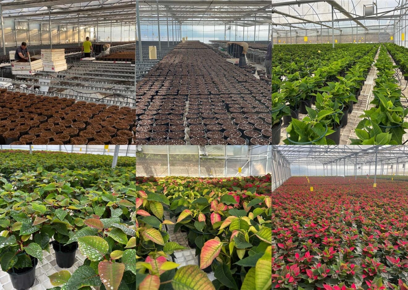 Procesos de la producción y coloración de la flor de Pascua en Viveros Parra