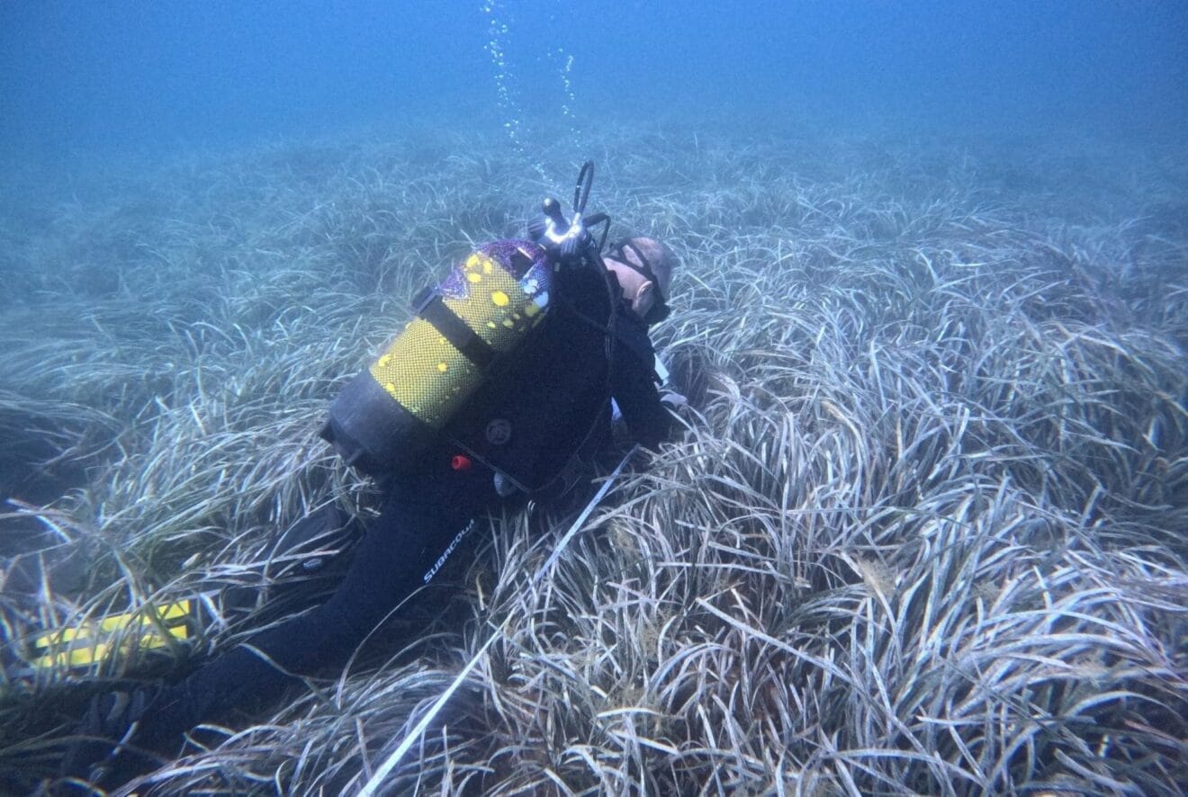 Un buceador recorre una pradera de posidonia oceánica en el litoral de Calp