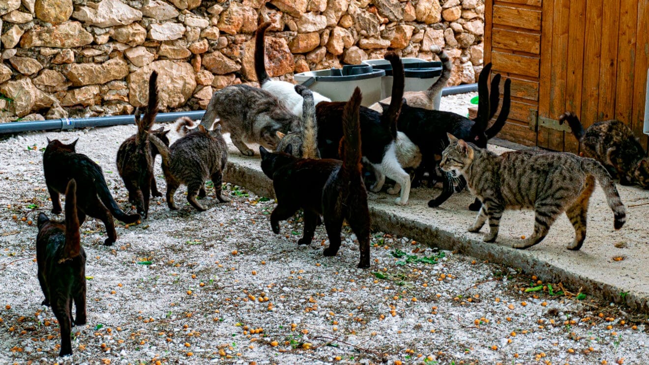 Colonia felina 8 de Pedreguer (archivo)