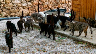 colonia felina 8 de pedreguer archivo