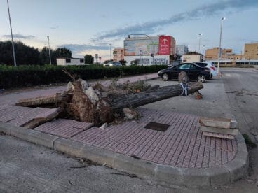 Consecuencias del temporal de viento en El Verger 11