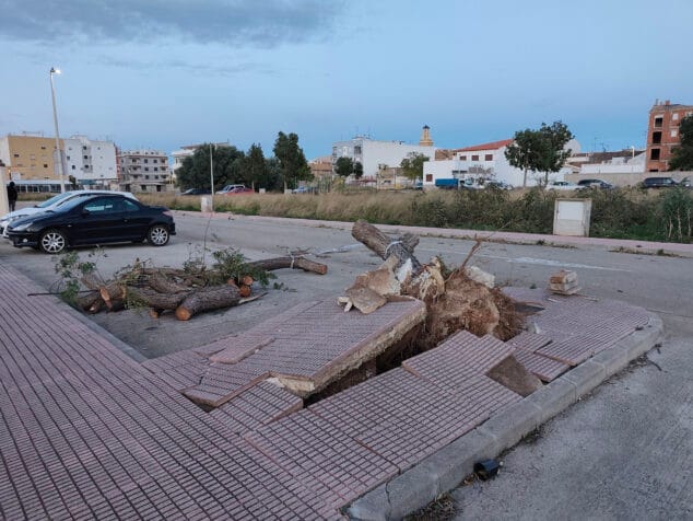 Image: The wind uproots a large tree in El Verger