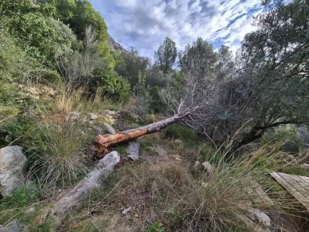 Imagen: Intervención municipal en Segària para preservar el entorno y garantizar un uso seguro del espacio público