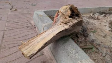 Tronco de uno de los árboles