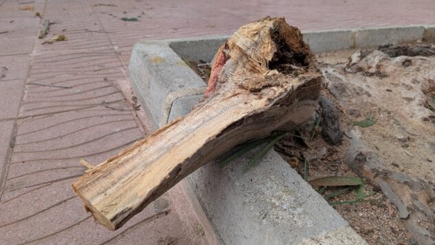 Imagen: Tronco de uno de los árboles