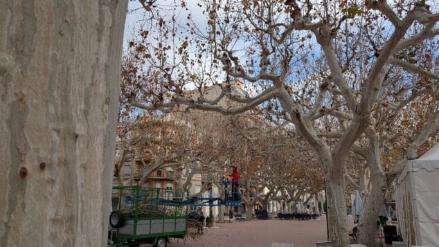 Imagen: Pego estudia la salud de los árboles