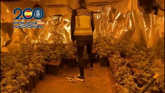 plantacion indoor de marihuana intervenida en una vivienda de pedreguer