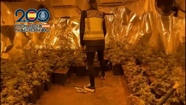 Bild: Razzia auf Indoor-Marihuana-Plantage in einem Haus in Pedreguer