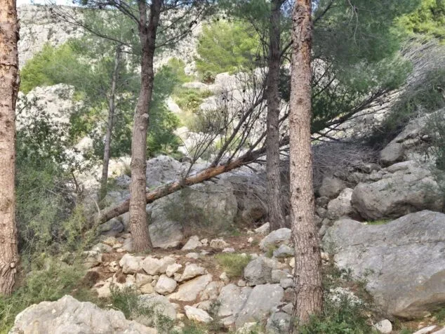 Imagen: Retirada de árboles secos y en mal estado dentro de una actuación preventiva en el paraje natural