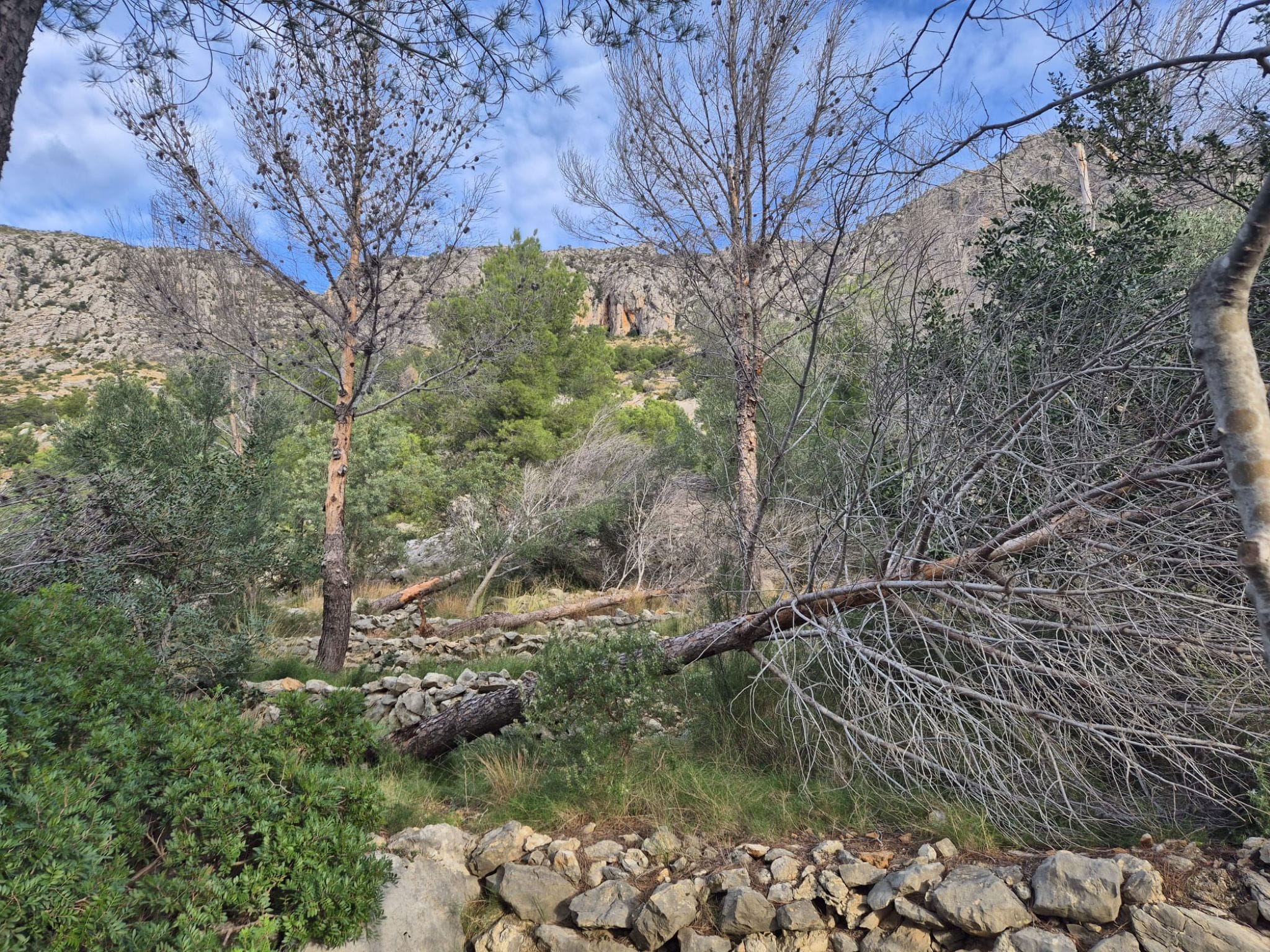 trabajos de mantenimiento forestal en el parque de segaria para mejorar la seguridad en las zonas de paso