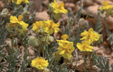 Ejemplar de Helianthemum caput-felis
