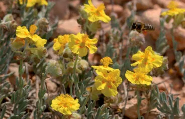 Ejemplar de Helianthemum caput-felis