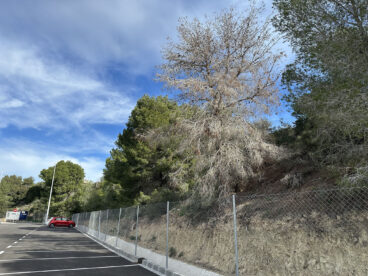 Großer abgestorbener Baum neben dem Parkplatz von CEIP Oltà und IES Les Salines in Calp