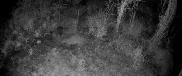 Imagen de fototrampeo que muestra la presencia de un jabalí en una de las zonas donde se aplicarán medidas de control selectivo