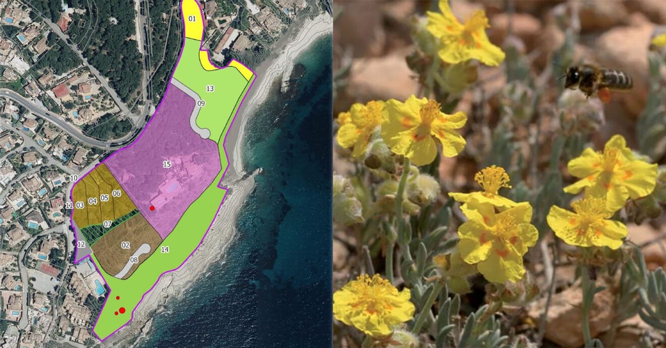 Imagen del proyecto de urbanización Patmore Resort aportada por Salvem el litoral y de Helianthemum caput-felis