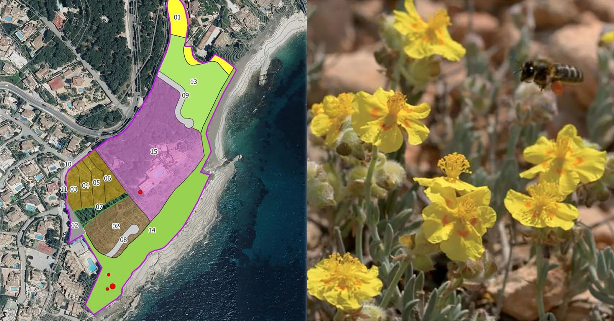 imagen del proyecto de urbanizacion patmore resort aportada por salvem el litoral y de helianthemum caput felis