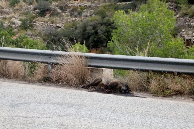 El Consell activa un plan de choque de 4 millones para el control de jabalíes en municipios de la Marina Alta 1 Imagen: Jabalí muerto en la carretera de Les Planes (archivo)