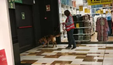 perros especializados en busqueda realizan un simulacro entre visitantes