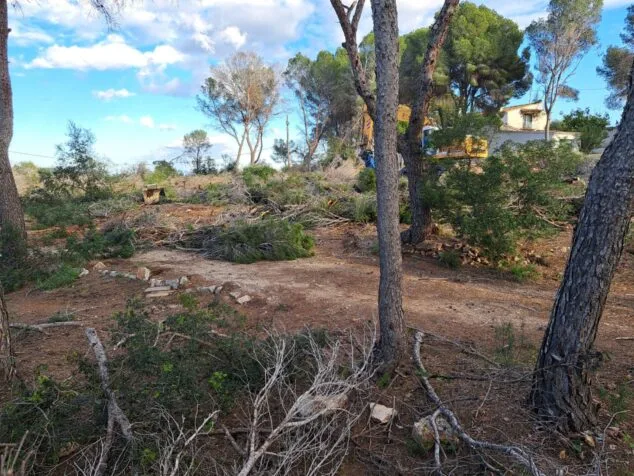 Imagen: Trabajos de desbroce y retirada de vegetación en la zona de Patmore (Benissa), con restos de ramas y troncos acumulados sobre el terreno