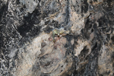 Detalle del Pla de Petracos en Castell de Castells