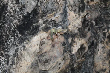 Detalle del Pla de Petracos en Castell de Castells
