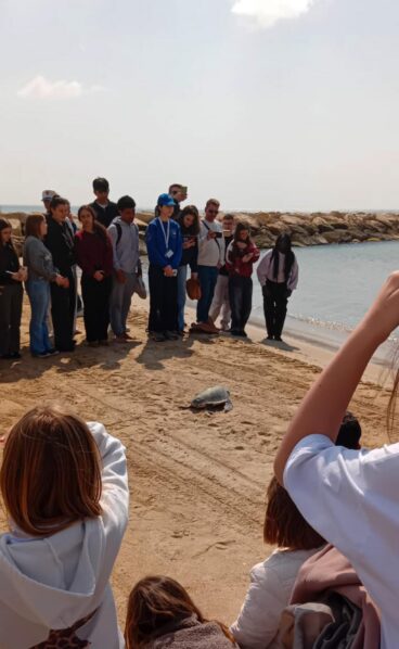 Suelta de la tortuga ‘Tuk Tuk’ en la playa de Calp