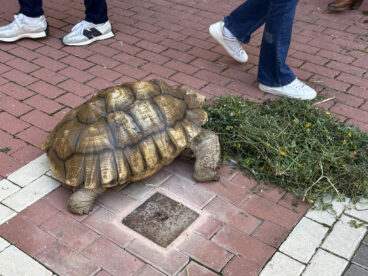 Fira de Comerç Comarcal del Verger 2026 41