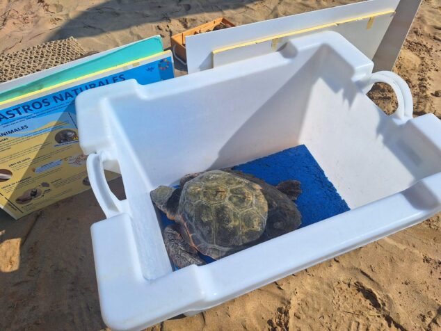 Imagen: Una tortuga marina dentro de una caja de transporte blanca sobre la arena de la playa antes de su liberación en Calp.