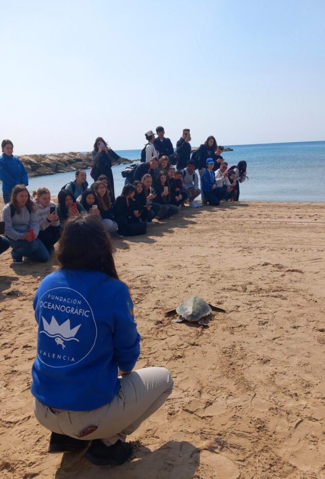 Imagen: Una técnica de la Fundación Oceanogràfic observa a la tortuga marina 'Tuk Tuk' dirigiéndose al mar en una playa de Calp ante la mirada de un grupo de estudiantes.