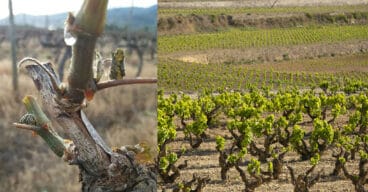 vinedos de la bodega montesanco en teulada moraira marina alta