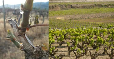 vinedos de la bodega montesanco en teulada moraira marina alta