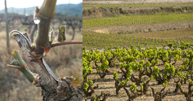vinedos de la bodega montesanco en teulada moraira marina alta