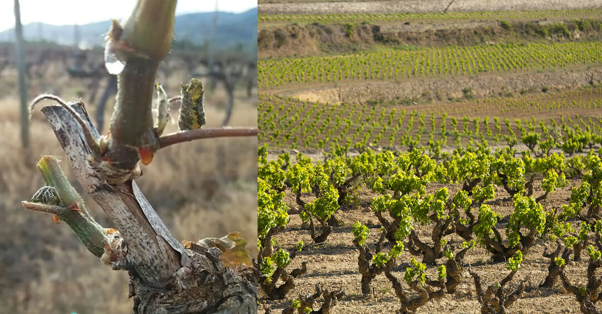 vinedos de la bodega montesanco en teulada moraira marina alta