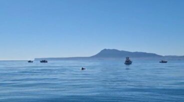 Avistan un grupo de delfines frente a la costa de la Marina Alta 6 avistamiento de delfines en la marina alta