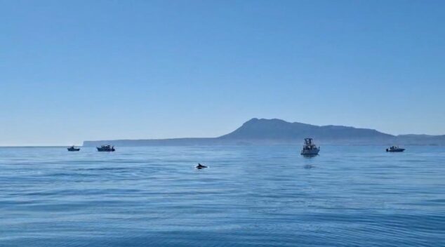 Avistan un grupo de delfines frente a la costa de la Marina Alta 2 avistamiento de delfines en la marina alta