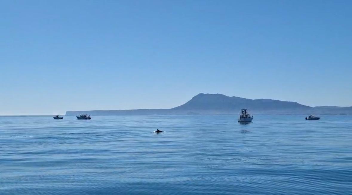 avistamiento de delfines en la marina alta