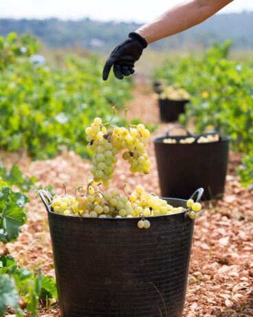 Bodegas Xaló combina tradición e innovación en cada botella