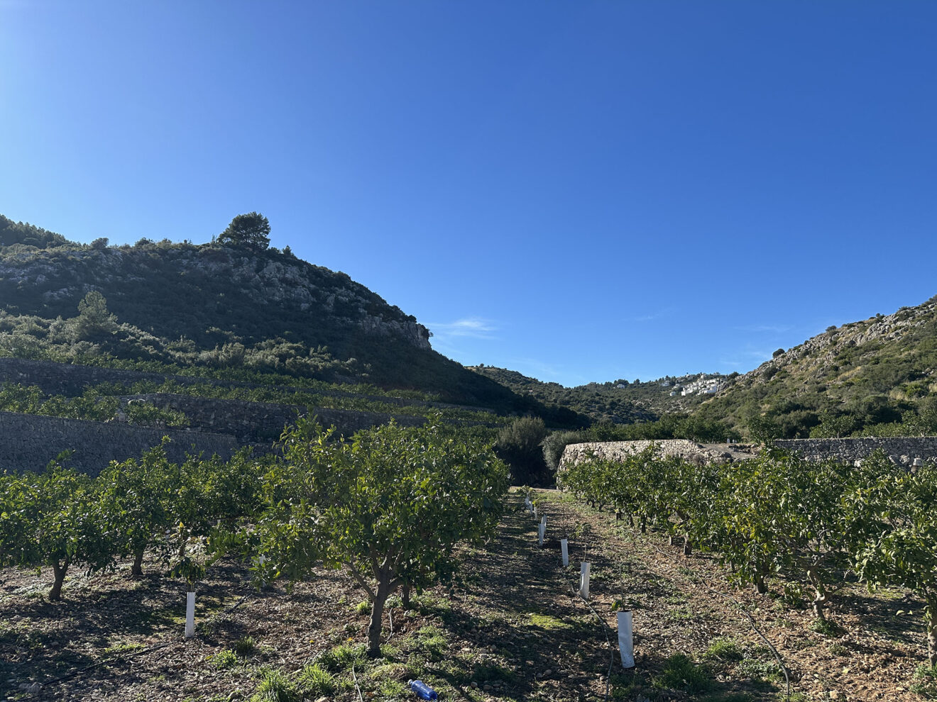 Campos de cítricos cerca del Colló del Bou en el Barranc de Portelles