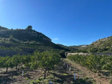 Campos de cítricos cerca del Colló del Bou en el Barranc de Portelles
