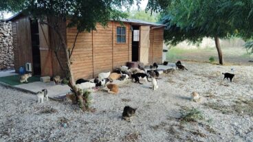 Varios gatos pertenecientes a una colonia felina controlada se alimentan en una zona de grava frente a una caseta de madera en Pedreguer.