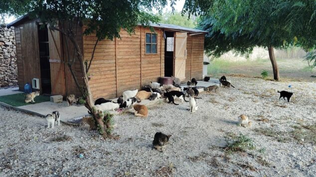 Imagen: Varios gatos pertenecientes a una colonia felina controlada se alimentan en una zona de grava frente a una caseta de madera en Pedreguer.