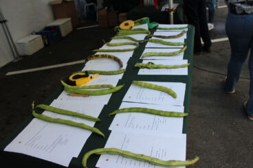 Concurso de haba en el Mitjafava Fest 2026