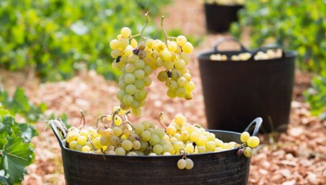 el certamen internacional cinve 2026 ha dado a conocer los resultados de su ultima edicion