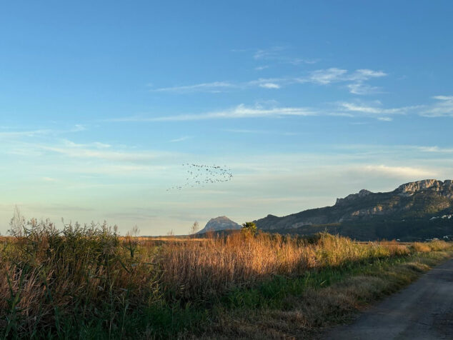 Imagen: El cultivo del arroz contribuye al equilibrio ecológico y alimenta la fauna del parque natural