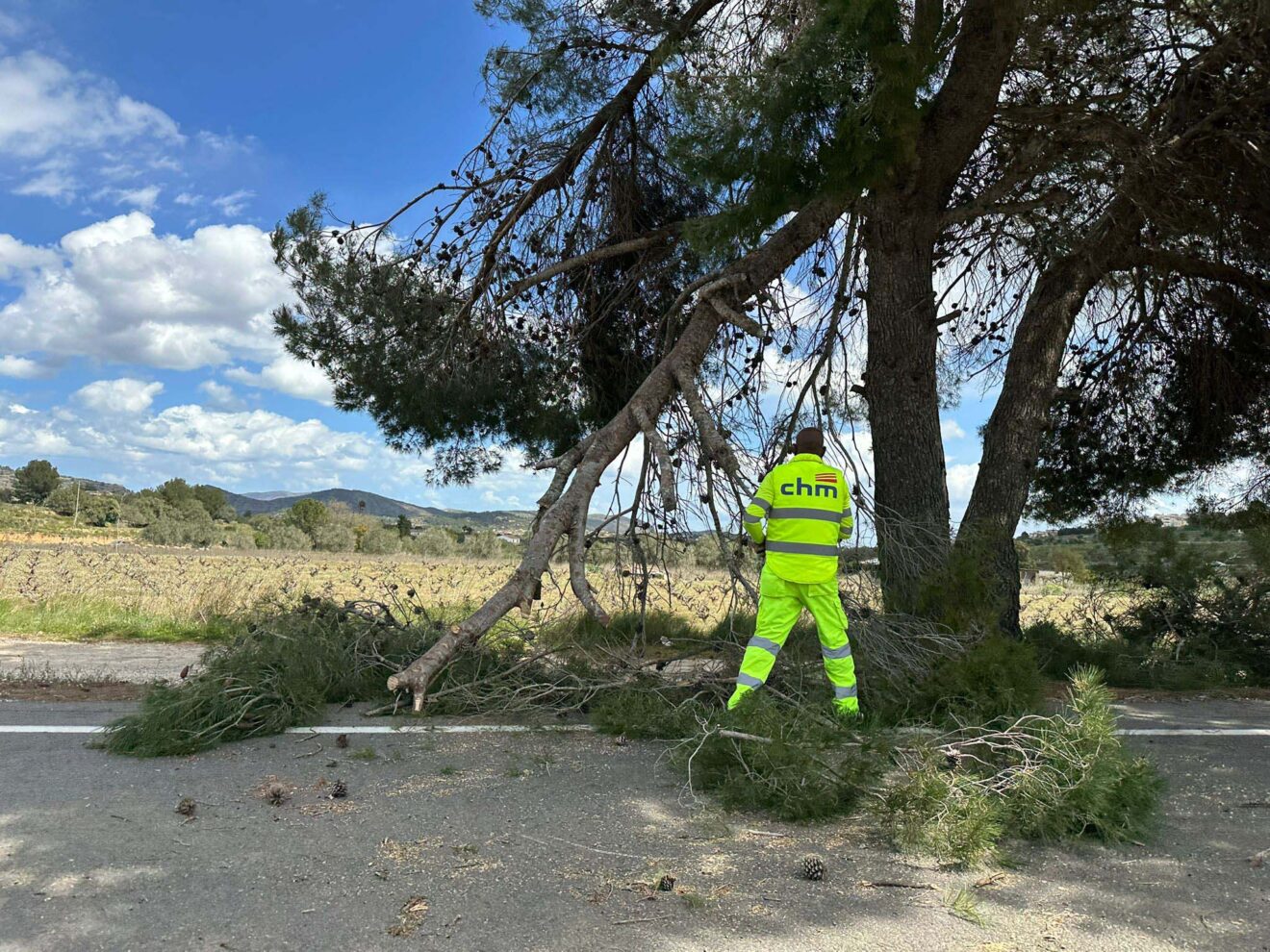 El viento provoca la caída de arbolado sobre la carretera entre Benissa y Xaló