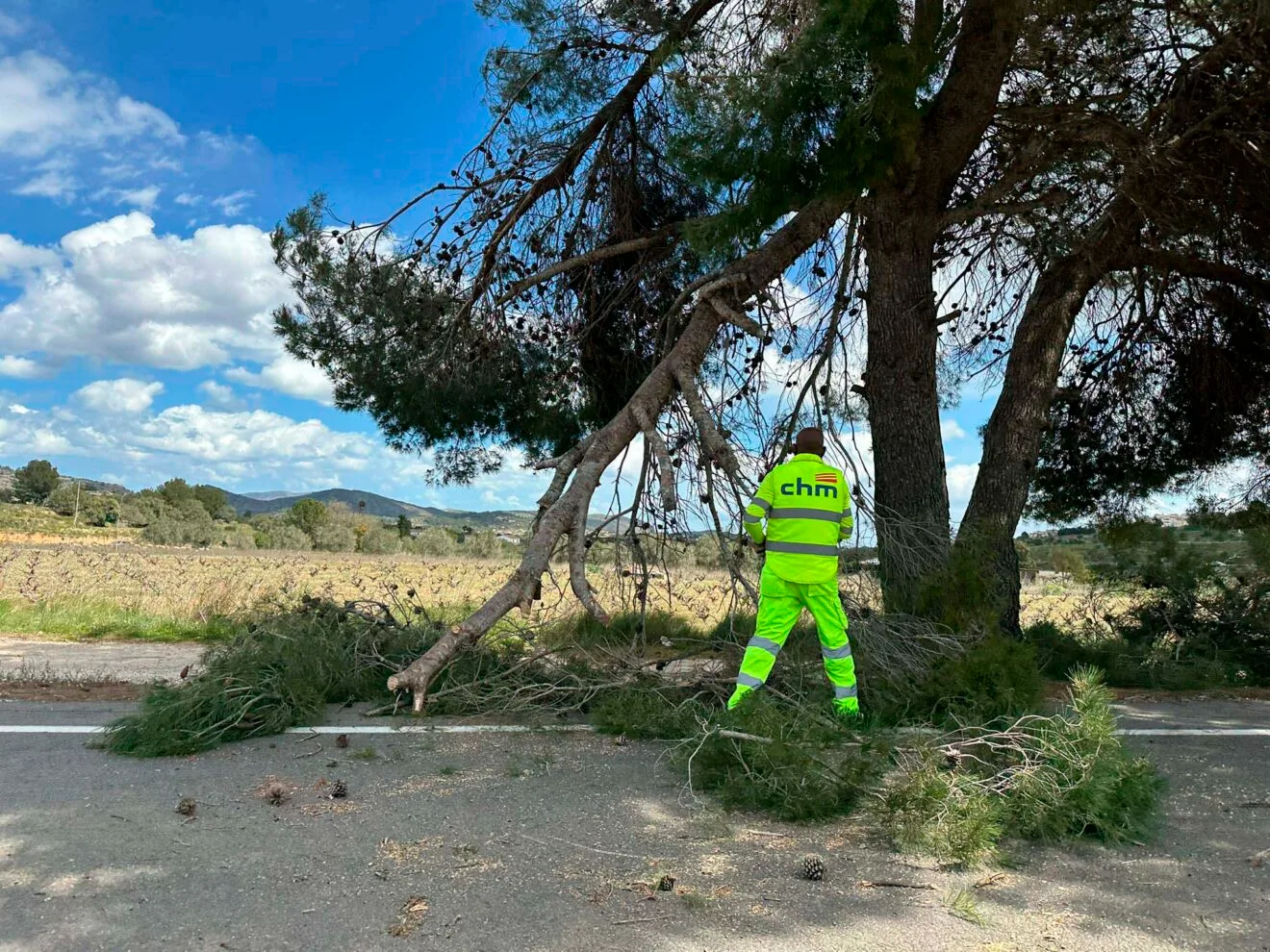 El viento provoca la caída de arbolado sobre la carretera entre Benissa y Xaló