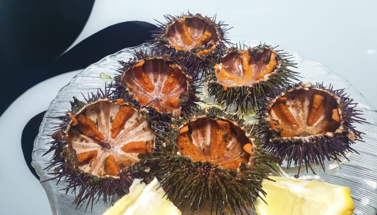 Erizos de mar frescos recién extraídos para disfrutar de la cocina de proximidad
