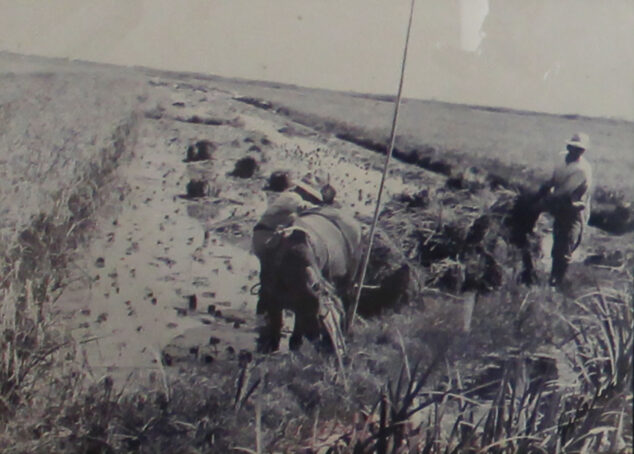 Imagen: Fotografía del trabajo en la Marjal de Pego ubicada en el Museu Etnològic de la Casa de Cultura de Pego
