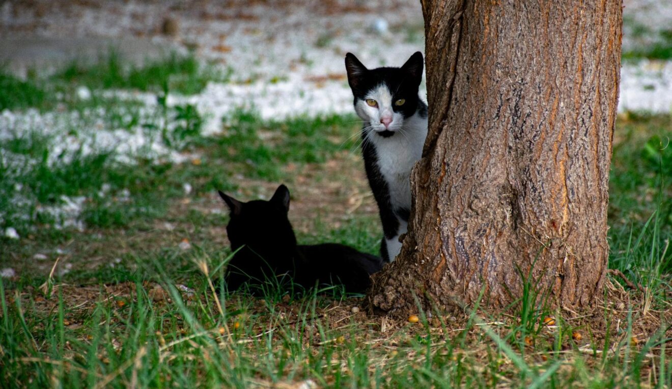 Gatos de una colonia felina en Pedreguer