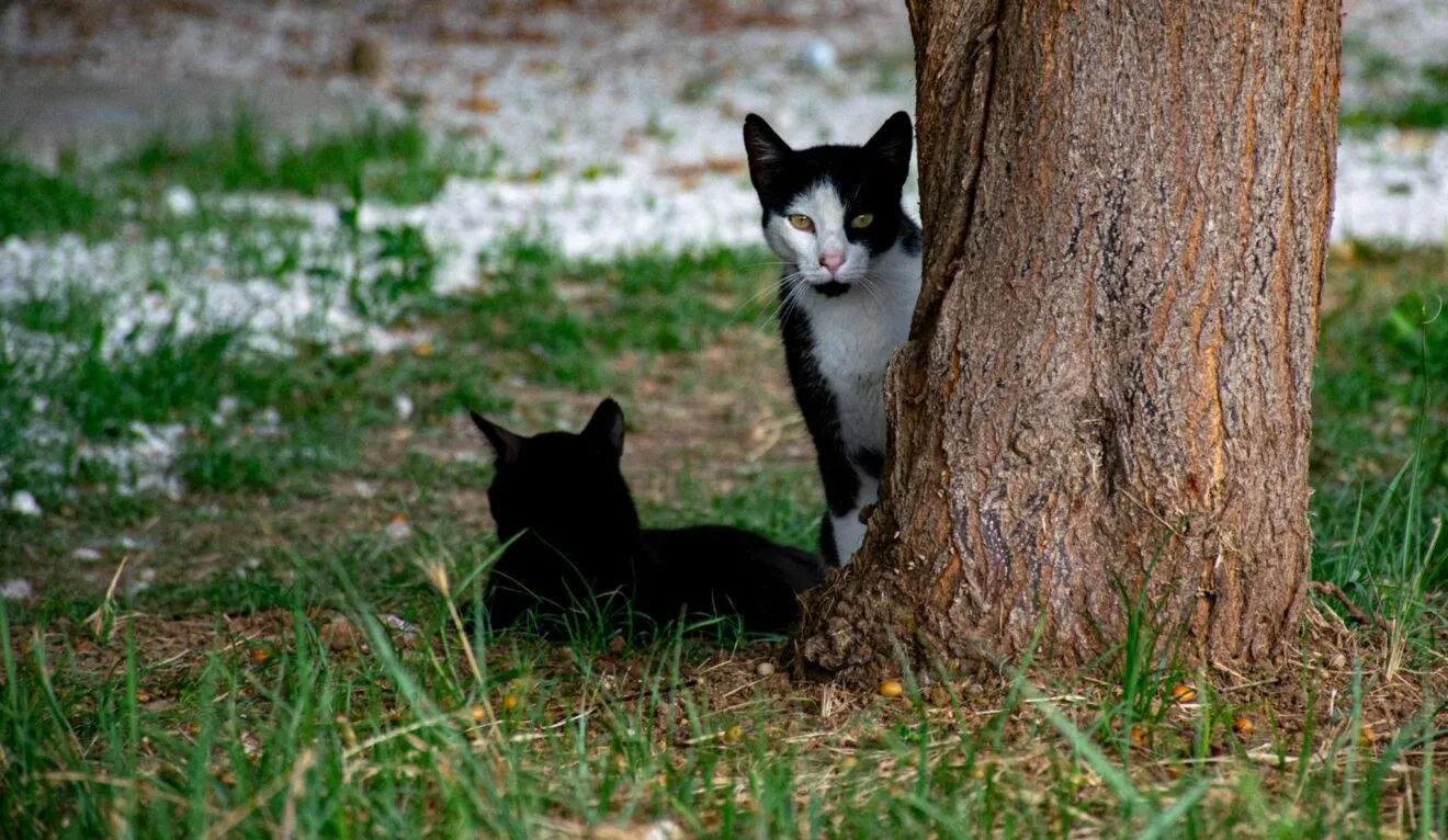 Gatos de una colonia felina en Pedreguer
